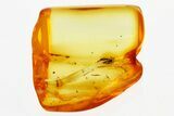 Detailed Fossil Beetle (Ptinidae) in Baltic Amber #300661-1